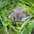 Anugrah Pest Blog 3
